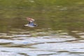 Sandpiper,ÃÂ Wood sandpiperÃÂ flight Tringa glareola Wader BirdÃÂ flight Royalty Free Stock Photo